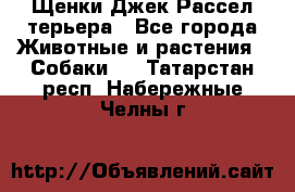 Щенки Джек Рассел терьера - Все города Животные и растения » Собаки   . Татарстан респ.,Набережные Челны г.